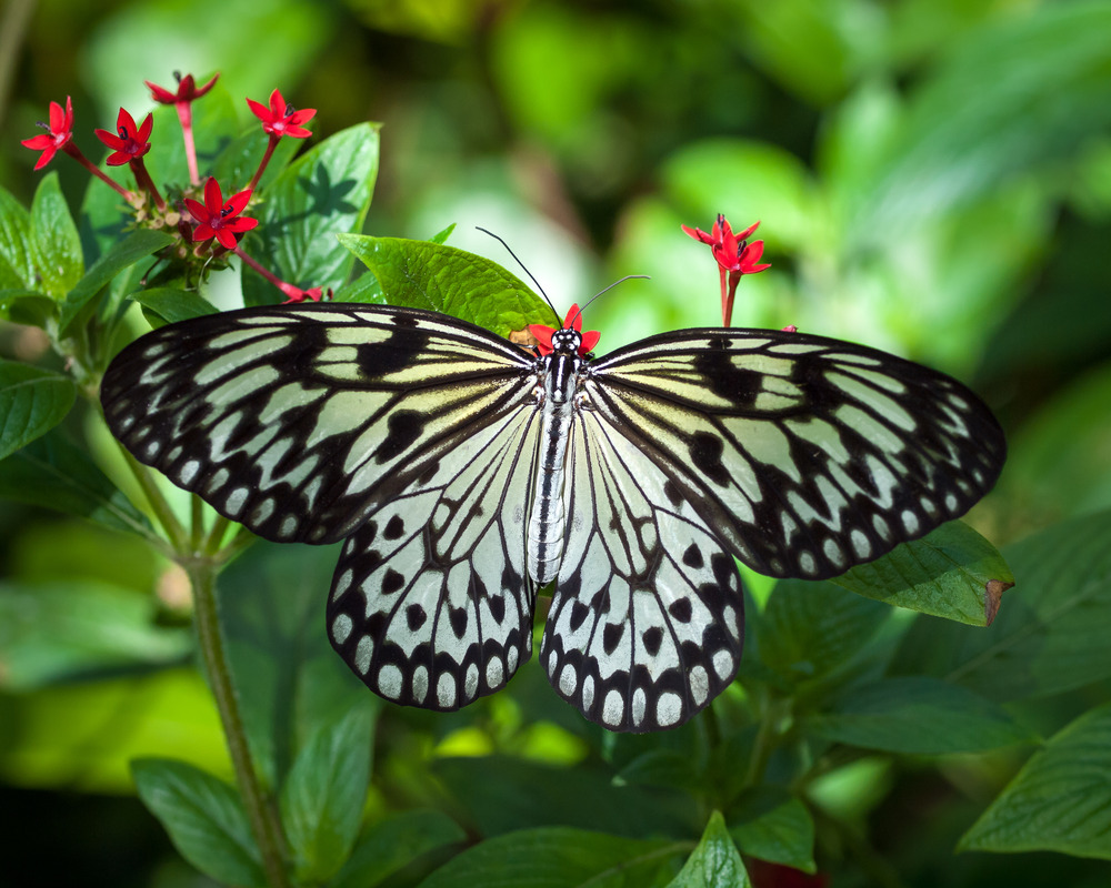 A real-life example of a line of symmetry