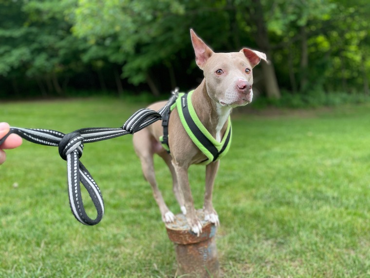 Dog balancing on a small post, demonstrating stability with four legs