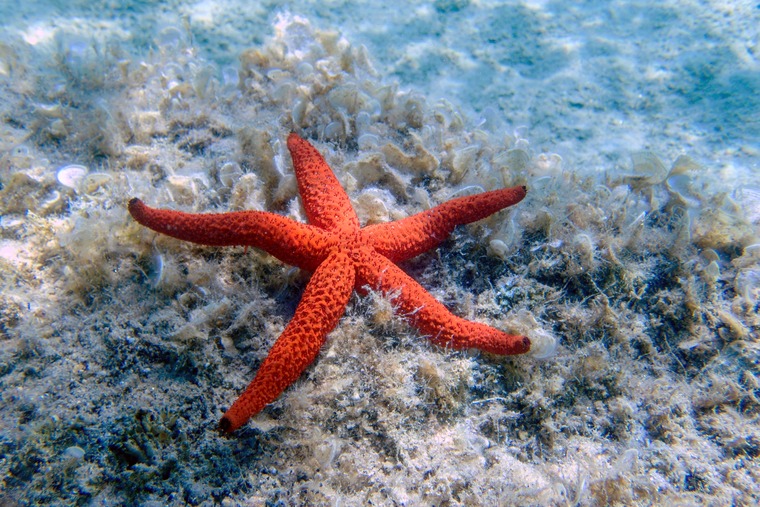 Red starfish with an odd number of arms on the ocean floor