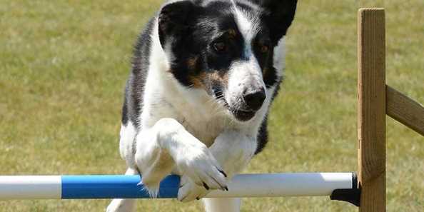 First Annual Lake Country Canine Carnival