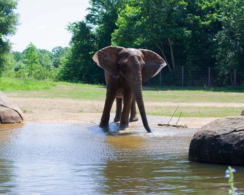Elephant at North Carolina Zoo-crop(1,0.847,0,0.153,r4).jpg