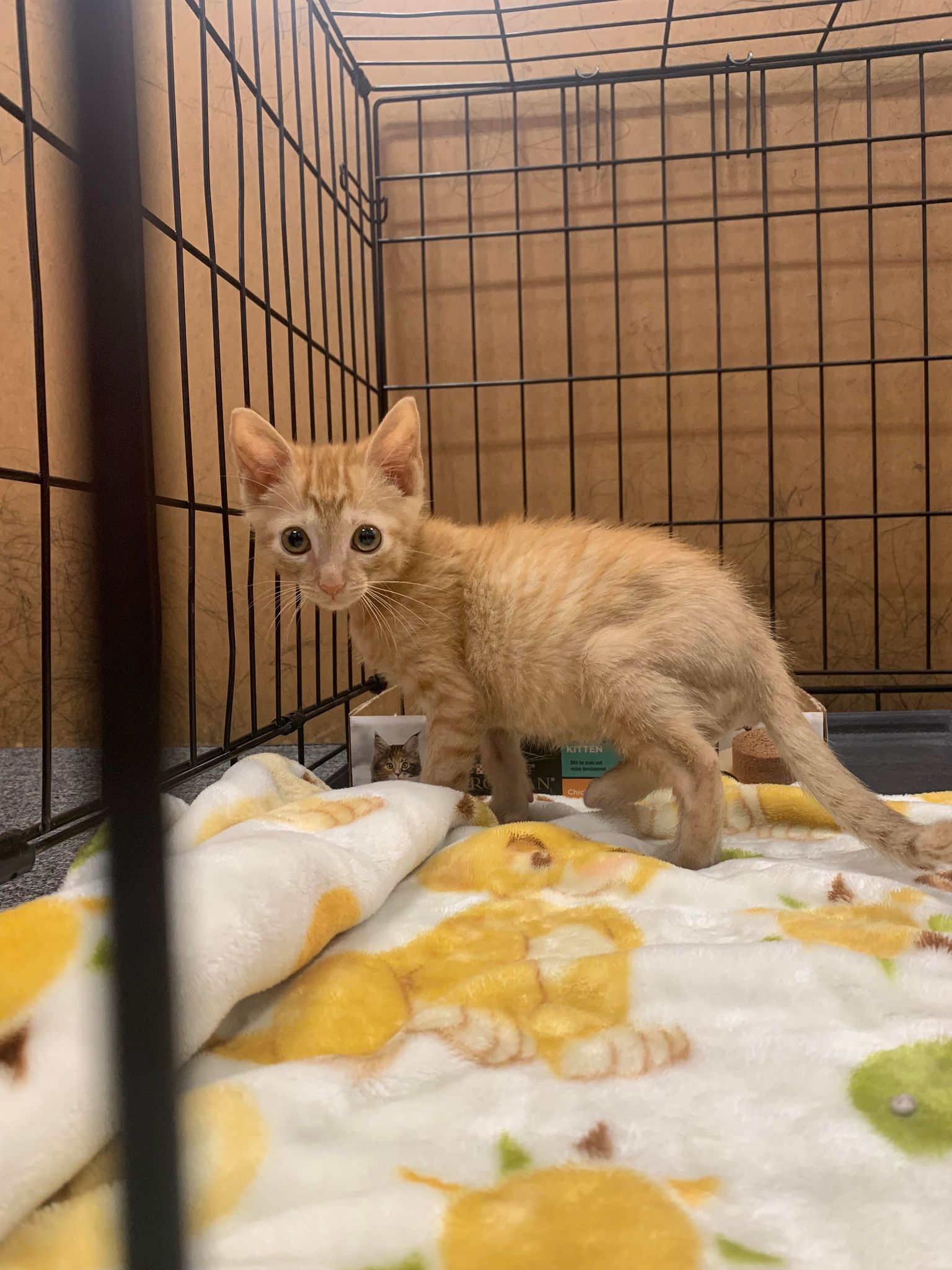 kitten 1.jpg