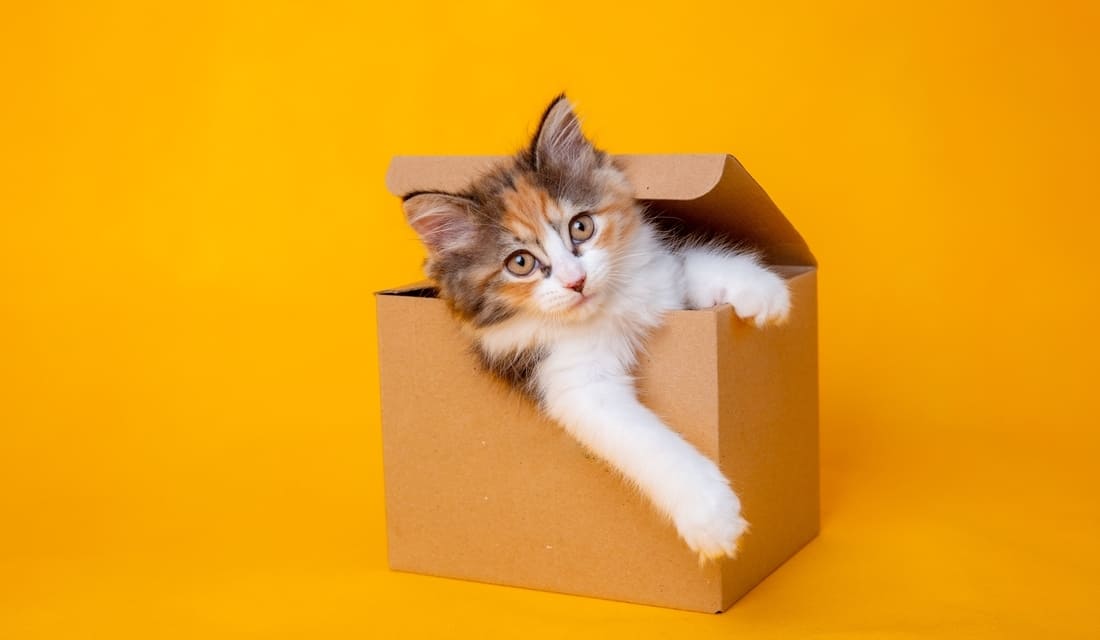A playful kitten sits inside a cardboard box, set against a bright yellow background.